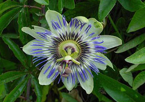 Das Bild zeigt die Bl�te einer Passionsblume