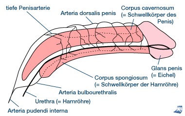 Penis