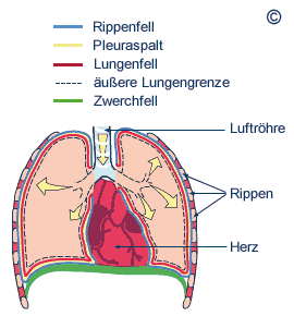 Bauch