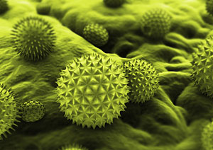 man sieht eine stark vergr��erte Darstellung von einzelnen Pollen.