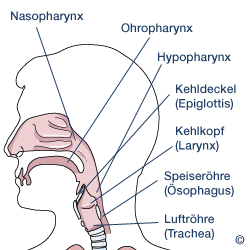 Anatomie des Rachens