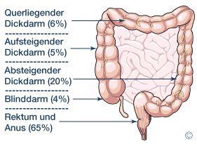 Die Anatomie des Darms