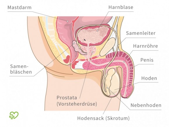 Die Symptome der medialen blutenden Hämorrhoide