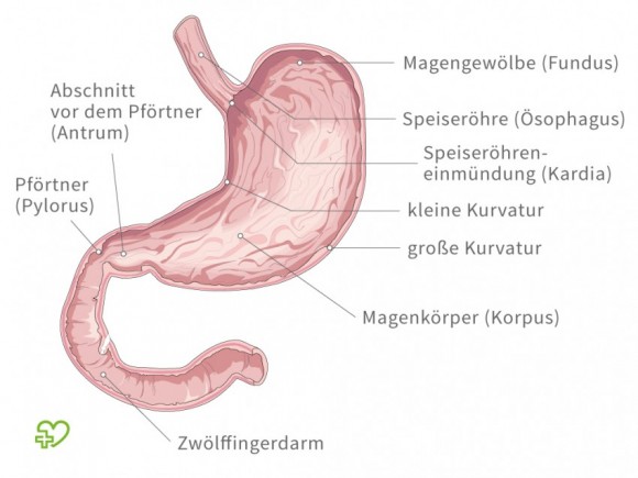 Die Anatomie des Magens