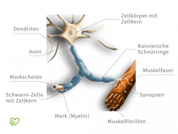 Schematische Darstellung eines Motoneurons