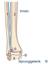 Sprunggelenk: 1 Wadenbein (Fibula), 2 Schienbein (Tibia), 4 Außenknöchel, 5 Syndesmose, 6 Schienbeingelenkfläche, 7 Innenknöchel, 8 Sprungbein (Talus) Sprunggelenk