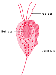 vaginalis