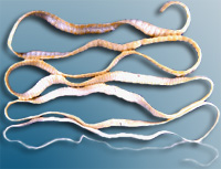 Rinderbandwurm