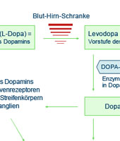 Ein Kurz�berblick �ber den Stoffwechsel des Dopamins