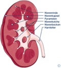 Anatomischer Aufbau einer Niere