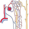 Aufbau des Nephrons