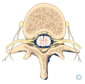 Anatomie der Lendenwirbels�ule