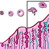 Darstellung des Menstruationszyklus
