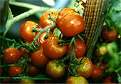 Ein Strauch Tomaten