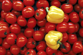 Viele Tomaten und zwei gelbe Paprika