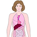 Lexikon der Anatomie & Physiologie