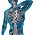 Anatomie R&uuml;cken