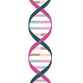Erbkrankheiten, genetische Erkrankungen