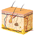 Anatomie der Haut