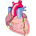 Anatomie Herz