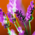 Naturapotheke: Passionsblume