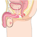 Anatomie des Manns