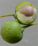 Ginkgo Samen