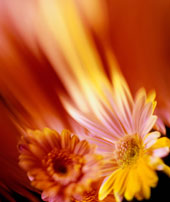 Das Bild zeigt zwei orange-gelbe Bl�ten.