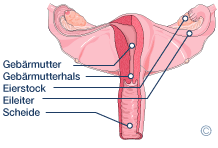 Anatomie der Vagina