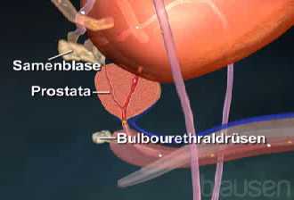 Das Leid der �lteren M�nner