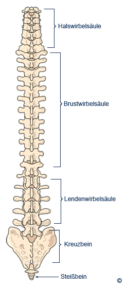 Wirbels�ule, frontal