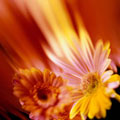 Ein Stimmungsbild mit Blumenmotiv