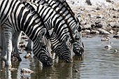 Zebras an einer Wasserstelle