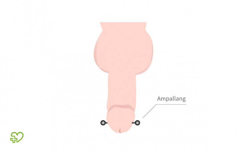 Grafische Darstellung: Ampallang-Piercing