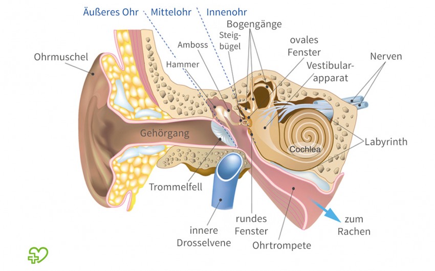 Anatomie Ohr Illustration