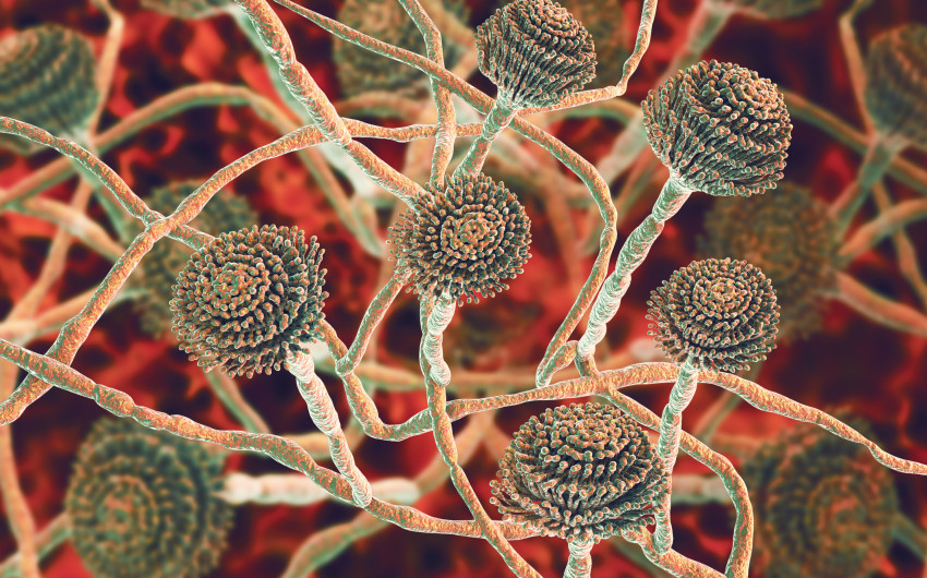 Unter den vielen Aspergillus-Arten ist Aspergillus fumigatus fungus die gefährlichste. In 90 Prozent der Fälle ist sie für eine Aspergillose verantwortlich.
