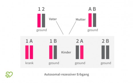 Phenylketonurie: autosomal-rezessiver Erbgang