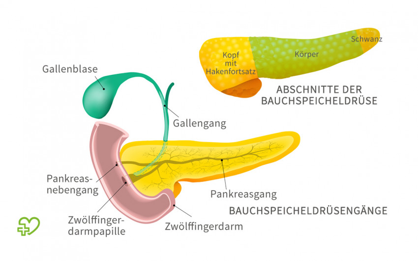 Bauchspeicheldruse Pankreas Anatomie Lage Funktion Erkrankungen Symptome Onmeda De