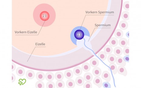 Befruchtung der Eizelle