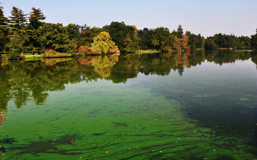 Massenhaftes Auftreten von Blaualgen in einem See