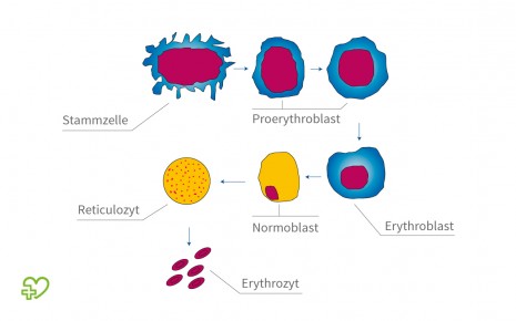 Stammzellen Stammzellarten Embryonale Stammzellen Stammzellen Aus Nabelschnurblut Onmeda De