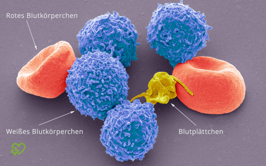Rasterelektronenmikroskop-Aufnahme von Erythrozyten, Leukozyten und Thrombozyten.