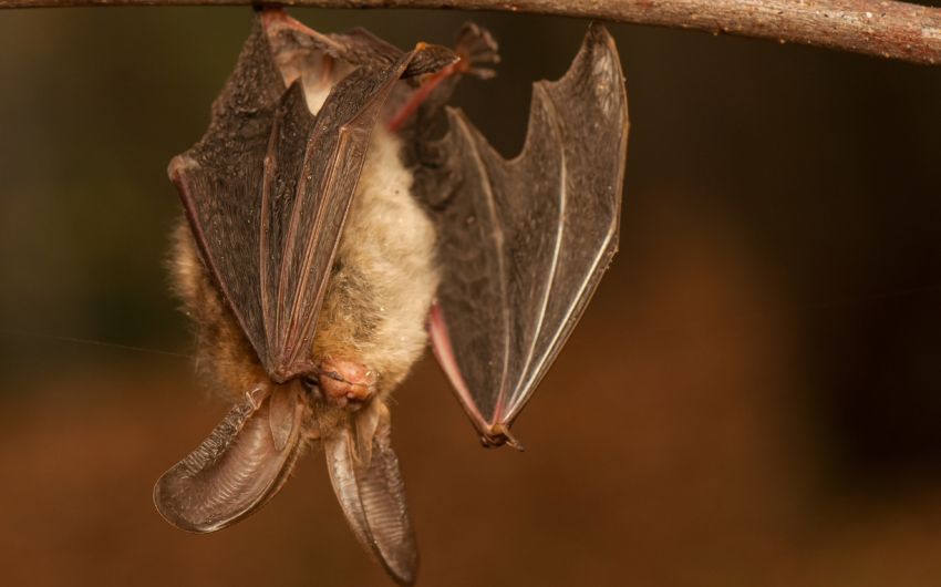 Fledermause Im Haus Ein Gesundheitsrisiko Fur Den Menschen