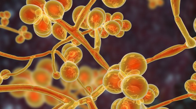 Hefepilz Candida auris
