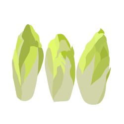 Chicorée