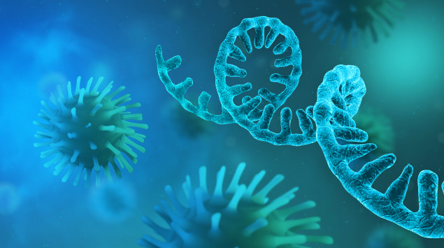 Man sieht Coronaviren und RNA-Stränge