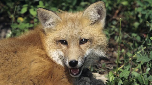 Rotfuchs in Nahaufnahme