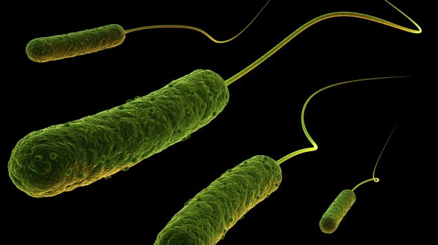 Enterobacteriaceae Enterobakterien Onmeda De