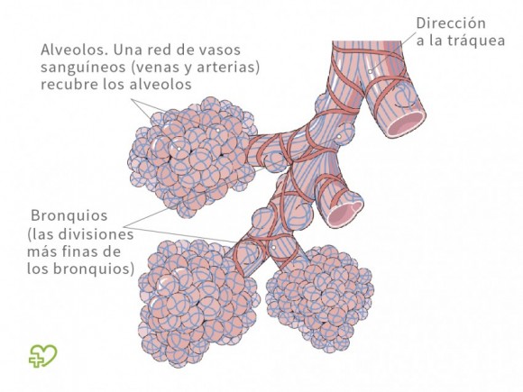 Resultado de imagen para BRONQUIOS