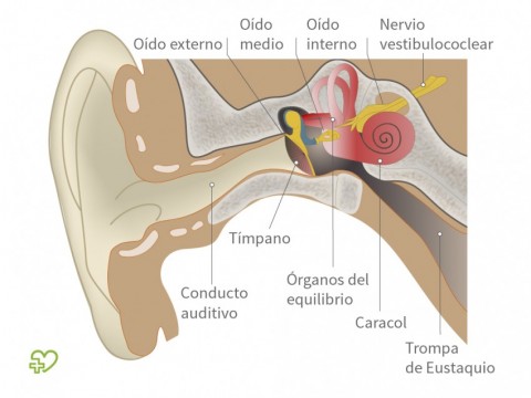 Zumba significa oido me el derecho que